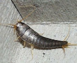 Silverfish treatment service