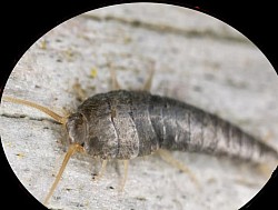 Disinfection disinfectionsilverfish