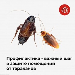 .Причины пояavвления таких «Nasekomых» разнобразны. Зачастую хозяева жилья или другого объекта, где они появились, совсем не виноваты в таком развитии событий. Например, тараканы могут перебираться из соседних помещений и квартир. Клопов могут случайно принести гости, не восприимчивые к их укусам и потому не знающие, что в их доме обитает такая живность.